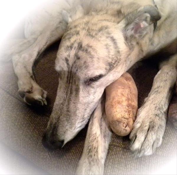 /images/uploads/griffin pond animal shelter/loveyourpet2018/entries/6587thumb.jpg